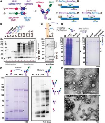 Display of multiple proteins on engineered canine parvovirus-like particles expressed in cultured silkworm cells and silkworm larvae